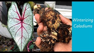 👩🏾‍🌾🌱🌸🍁How to overwinter Caladiums  Super Easy  The Thrifted Planter [upl. by Prescott]