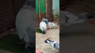 jeene Tamanna hai 🕊️🦁pigeon shortsfeed kabootar shorts kbootar trending subscribe viral 10k [upl. by Niwrad]