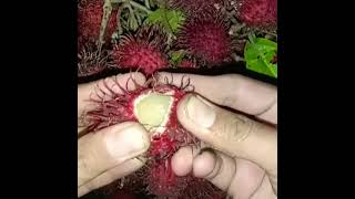 Rambutan Tropical Fruit Nephelium lappaceum [upl. by Leaw620]