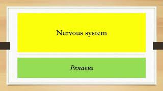 NERVOUS SYSTEM OF PENAEUS [upl. by Ibocaj]