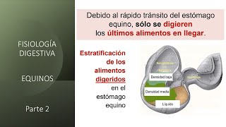 Tratamiento para la Laminitis crónica Infosura [upl. by Hama]