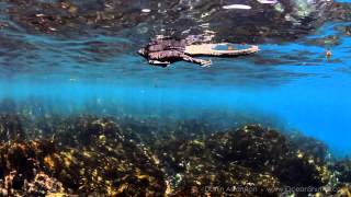 Marine Iguanas  Galapagos Islands [upl. by Marina384]