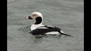 Longtailed Duck RSPB Snettisham Norfolk 4224 [upl. by Nishom]