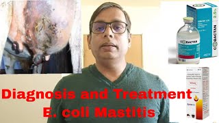 E coli Mastitis  Septic Shock  Toxemia  सही Treatment कैसे करें [upl. by Ocin]