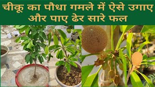 गमले में चीकू का पौधा कैसे लगाये और ढेर सारे फल पायेHow to grow Sapodilla plant in pot at home [upl. by Ahkeber]