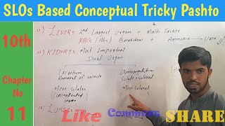 Lec 12 Homeostatic organs in human Skin liver kidney and lungs class 10th biology in pashto [upl. by Noiramed358]