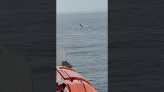 Nice humpback out of Sitka Alaska 9424 [upl. by Schwinn523]