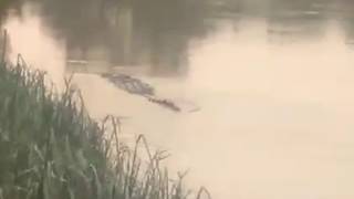 A Big Crocodile Found  BUAYA TERBESAR DI SARAWAK DIJUMPAI [upl. by Newbold966]