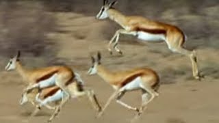 Springboks Antelopes vs Cheetahs  Wild Africa  BBC Earth [upl. by Ihdin]