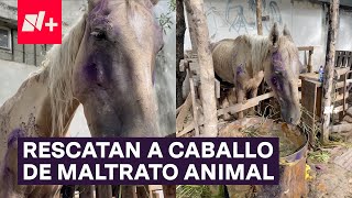 Rescatan a caballo usado para recolectar basura Tenía los riñones dañados por maltrato animal  N [upl. by Wie]