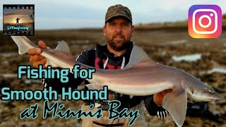 Sea Fishing UK  Minnis Bay Kent  Fishing for Smoothhound [upl. by Iramaj]