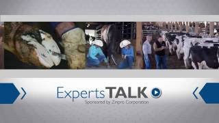 How to Identify Prevent and Manage Lameness in Cattle [upl. by Perce]