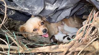 stray dog mother carries her newborn pup to the person who feeds herseeking help for her other pups [upl. by Myrta]