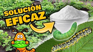 Elimina ORUGAS Y GUSANOS de las Plantas 🐛 INSECTICIDA ORGÁNICO Casero y Repelente de Plagas [upl. by Arzed67]