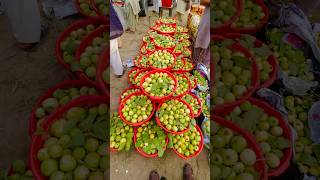 Amrood guava aj kitne ka sale huva amrood guava fruitmandihsp fruitbazar guavatree guavaleaf [upl. by Cathryn970]