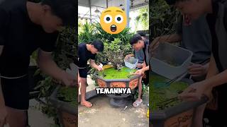 Orang Orang Ini Terkejut Melihat Kolam Ikannya Menjadi Sangat Buruk ‼️😱shorts [upl. by Haelat]