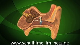 Das Ohr  Schulfilm Biologie [upl. by Ordisy]