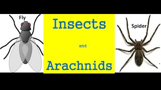 Insects and arachnids for kids  Differences And Similarities [upl. by Noevad96]