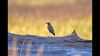 Northern Wheatear [upl. by Elvyn786]