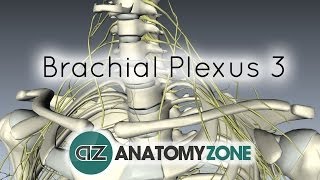 Brachial Plexus  Terminal Branches  Anatomy Tutorial [upl. by Yesima125]