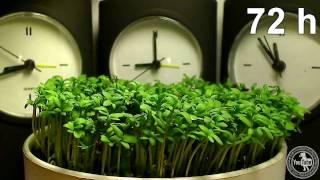 Time Lapse  Garden Cress [upl. by Guerin]