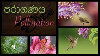 Pollination පරාගණය වෘක්ෂ [upl. by Joub891]