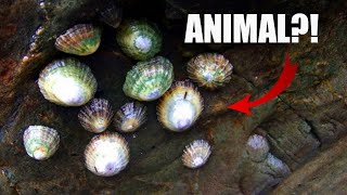 Limpet Facts ANIMAL or ROCK 🐌 Animal Fact Files [upl. by Edmanda]