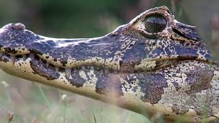 The Pantanal A Jewel of South America [upl. by Erdnaek]