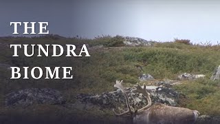 Exploring the Mysterious Tundra Biome of North America [upl. by Arba700]