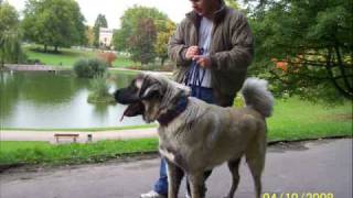 Kangal vs Pitbull New Fight 09 [upl. by Byrd]