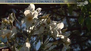 I segreti del roseto comunale a Roma [upl. by Charmian]