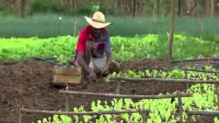 Caminhos da Reportagem  Agricultura familiar [upl. by Murrah362]