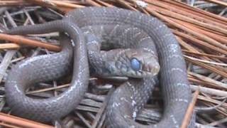 Field Herping Spring Time in the Croatan [upl. by Lunna775]