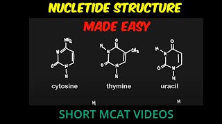 Nucleotide Sturcture Purines and Pyrimidines  MCAT [upl. by Madian]