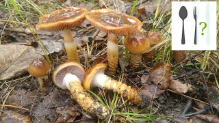 Zasłonak pospolity Cortinarius trivialis Jaworzno [upl. by Tynan377]