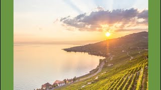 Vendanges à Lavaux 🍇  Récolte amp Pressage des Raisins  🚜🇨🇭Lavaux vendanges shorts [upl. by Neely]