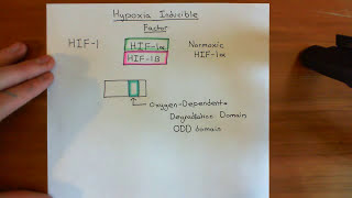 Hypoxia Inducible Factor HIF Part 1 [upl. by Chemar78]