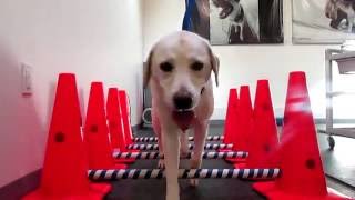 Therapeutic Exercises Video Cavaletti Poles 3 George the Dog [upl. by Elocan555]