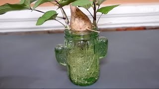 How to Grow Sweet Potato Successfully  Its Super EASY [upl. by Eatnoled]