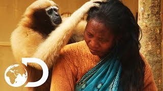 Adorable Ape Shares A Fascinating Relationship With Humans  Wild India [upl. by Rezeile325]