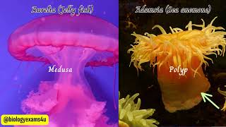 Phylum Cnidaria Coelenterates Characteristics and Examples  Medusa vs Polyp Animal Kingdom [upl. by Mattias]