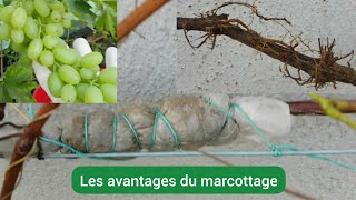 Comment marcotter la vigne  Marcottage aérien [upl. by Schluter]