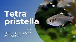 Tetra PristellaPristella Maxillaris [upl. by Norrej]