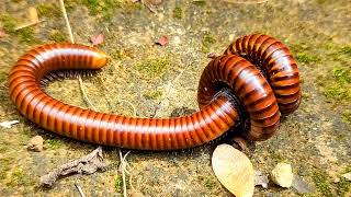 Exploring Discovering And Captured Big Worm Millipedes Insects Nature Creatures [upl. by Htebazle]