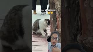 Sori bocil cing nggak sengaja kutendang kucingberulah funny kucing [upl. by Armalla]