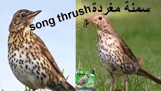 تغريد طائر السمنة المطربة call song thrush [upl. by Marline]