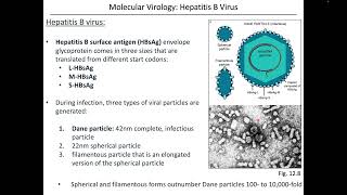 Virology Chapter 12 Part 2 Hepatitis Viruses [upl. by Nemlaz]