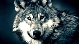 Klingelton Wolf 🐺 Wolfsgeheul als MP3Download kostenlos für das Handy [upl. by Eibob400]