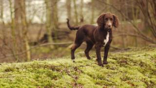 Working Cocker Spaniel Puppy [upl. by Eelydnarb]