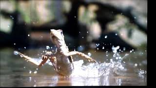 How basilisk lizard walks on water [upl. by Nac]